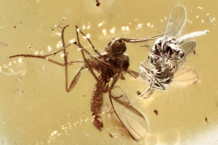 Two Fossil Biting Midges and a Fungus Gnat In Baltic Amber #372604